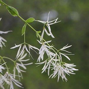 Leafy branch with clusters of white flowers with ribbony petals.