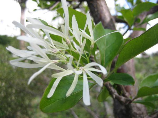 Leafy branch with clusters of white flowers with ribbony petals.