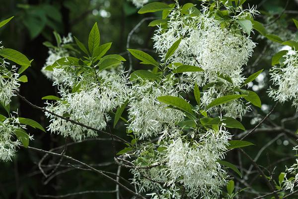 Leafy branch with clusters of white flowers with ribbony petals.