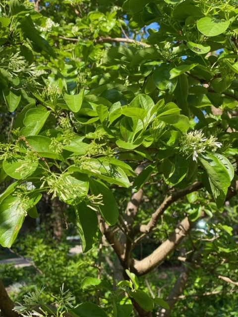 Chionanthus retusus