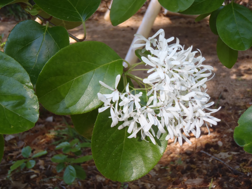 Chionanthus retusus