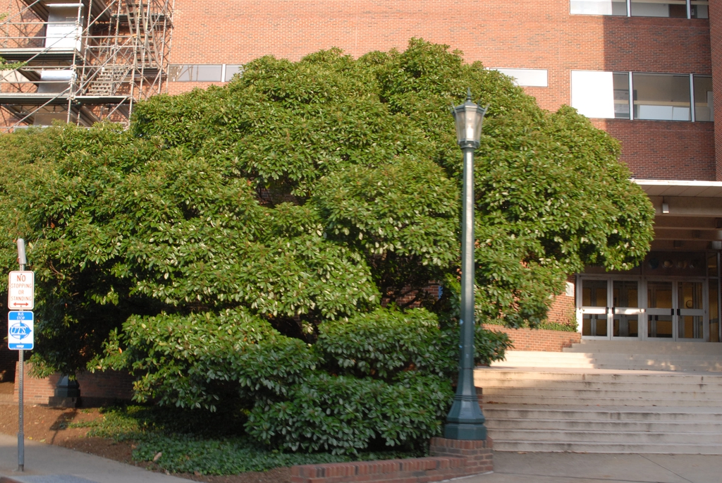 Chionanthus retusus