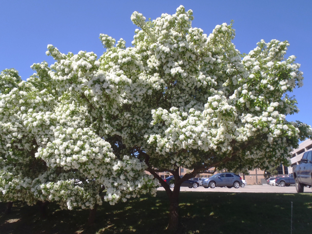 Chionanthus retusus