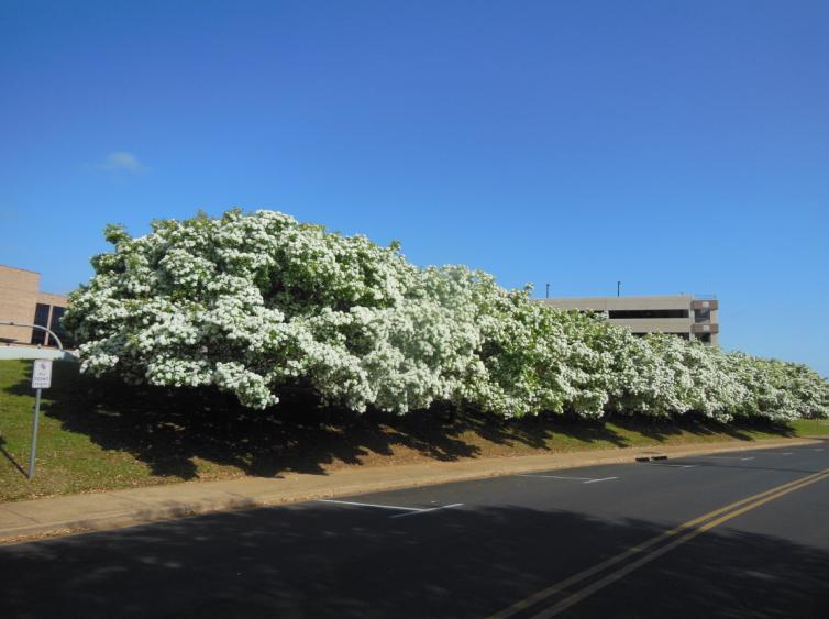 Chionanthus retusus