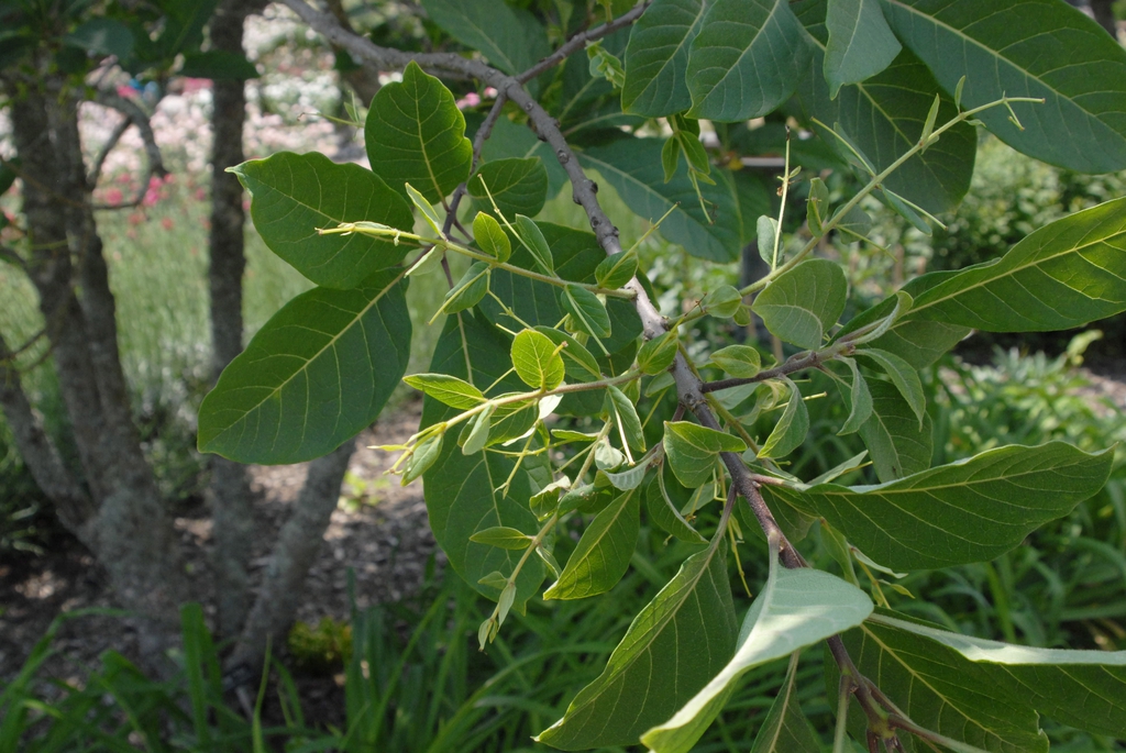 Stem