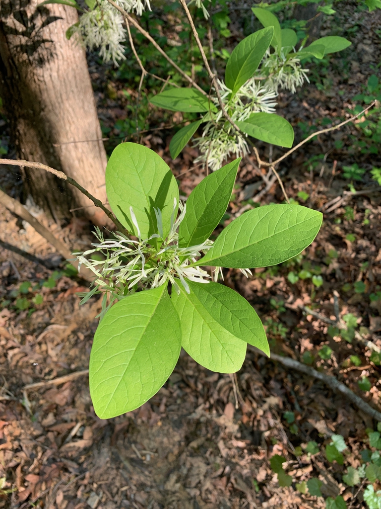 Chionanthus virginicus