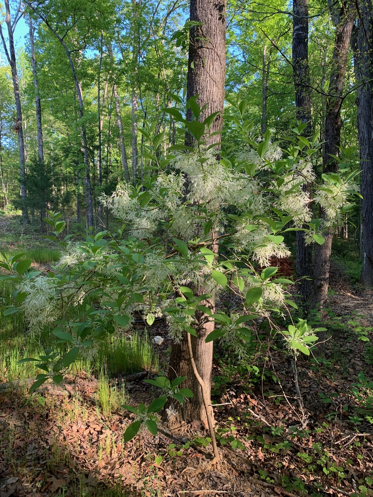 Chionanthus virginicus