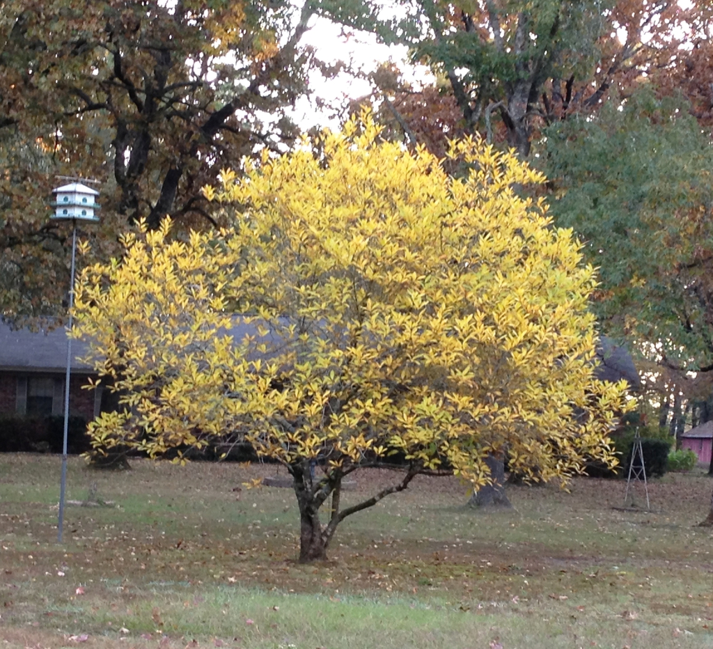 Small rounded tree with yellow foliage