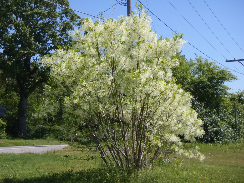 Small, rounded tree with masses of white flowers.