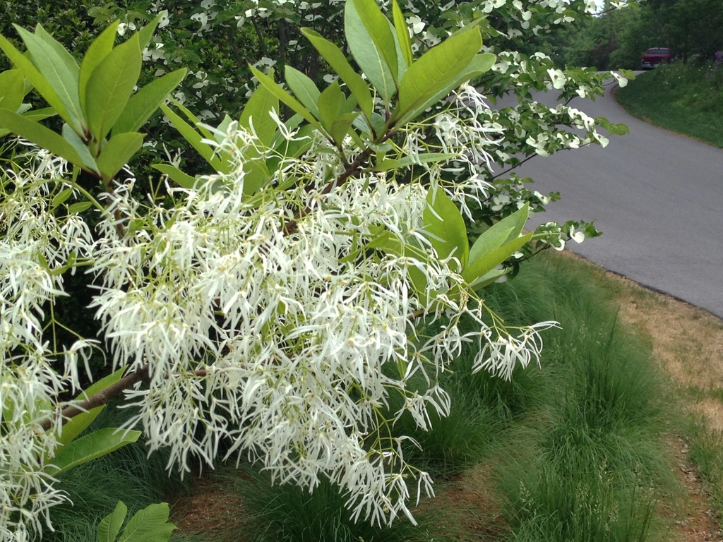 Leafy branch with clusters of white flowers with ribbony petals.