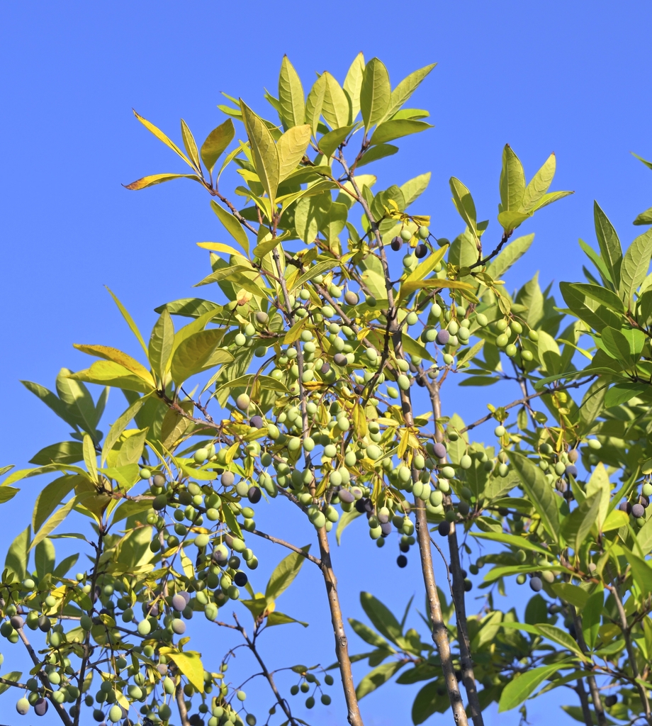 Fringe tree oblong fruit green turning to purple