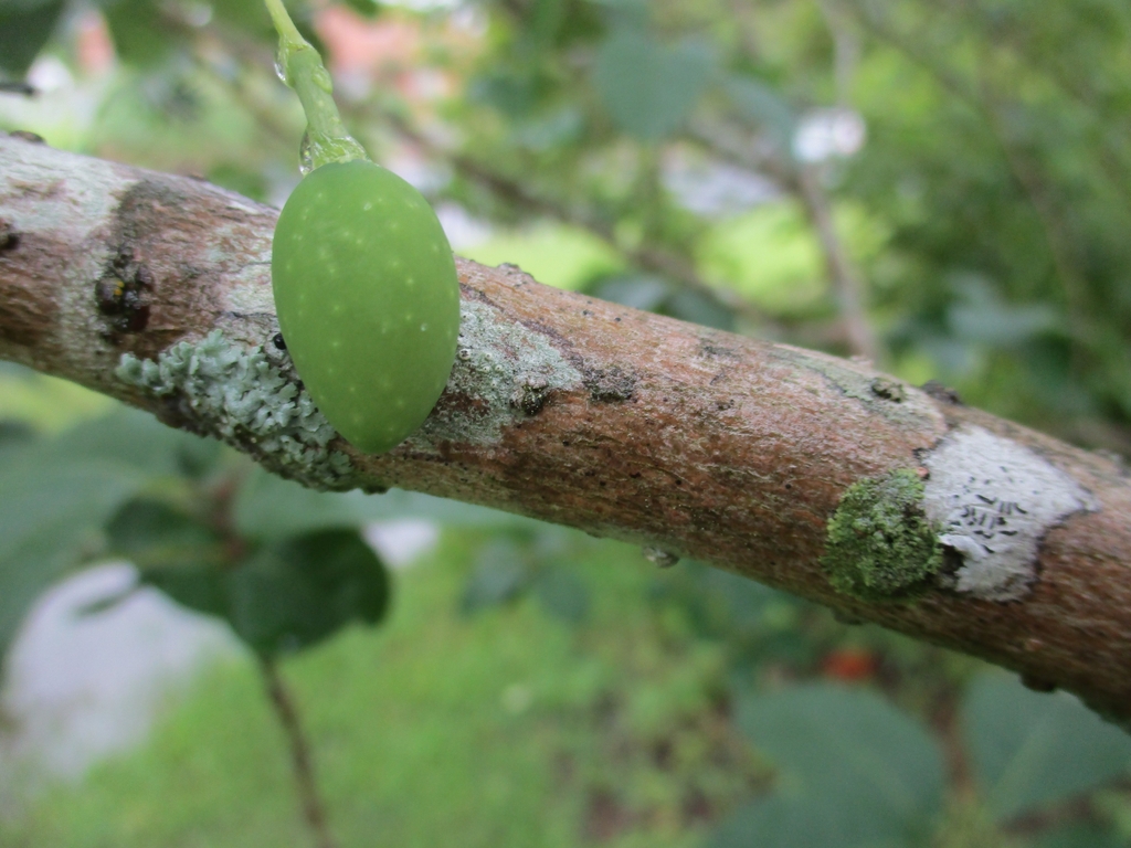 Green egg-shaped unripe fruit mottled with white spots.