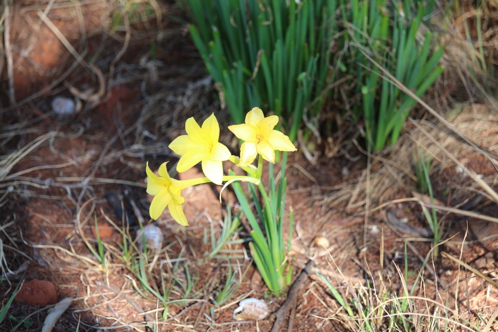 Yellow trumpet-shaped flowers emerging from the ground.