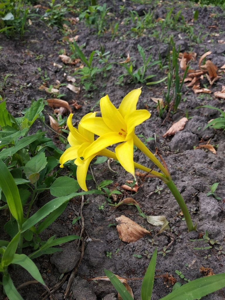 Yellow trumpet-shaped flowers emerging from the ground.