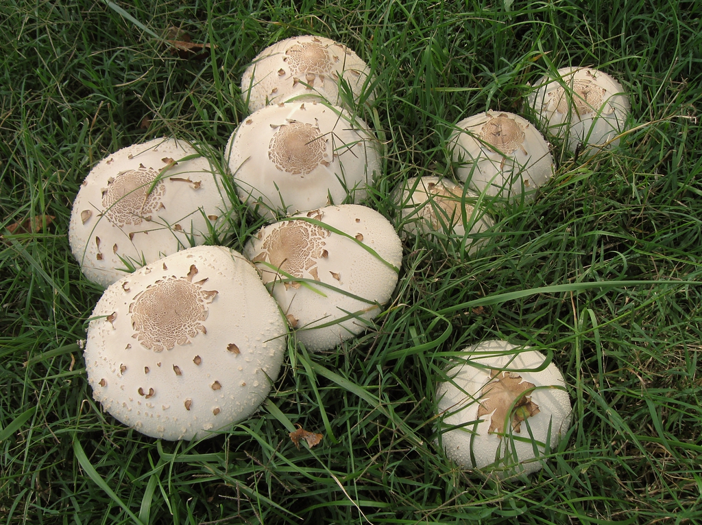 form