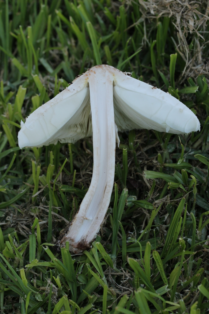Section of mushroom
