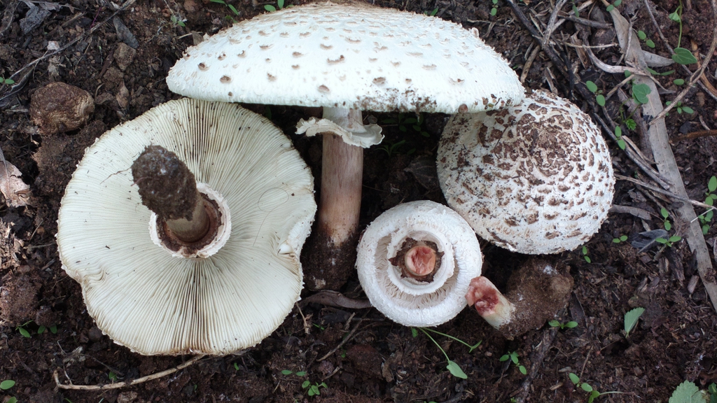 Group of mushrooms