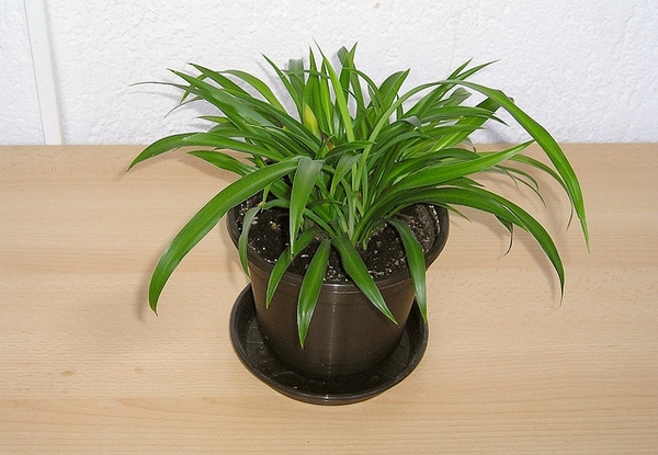 Form