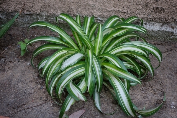 Grassy leaves with a central white longitudinal stripe.