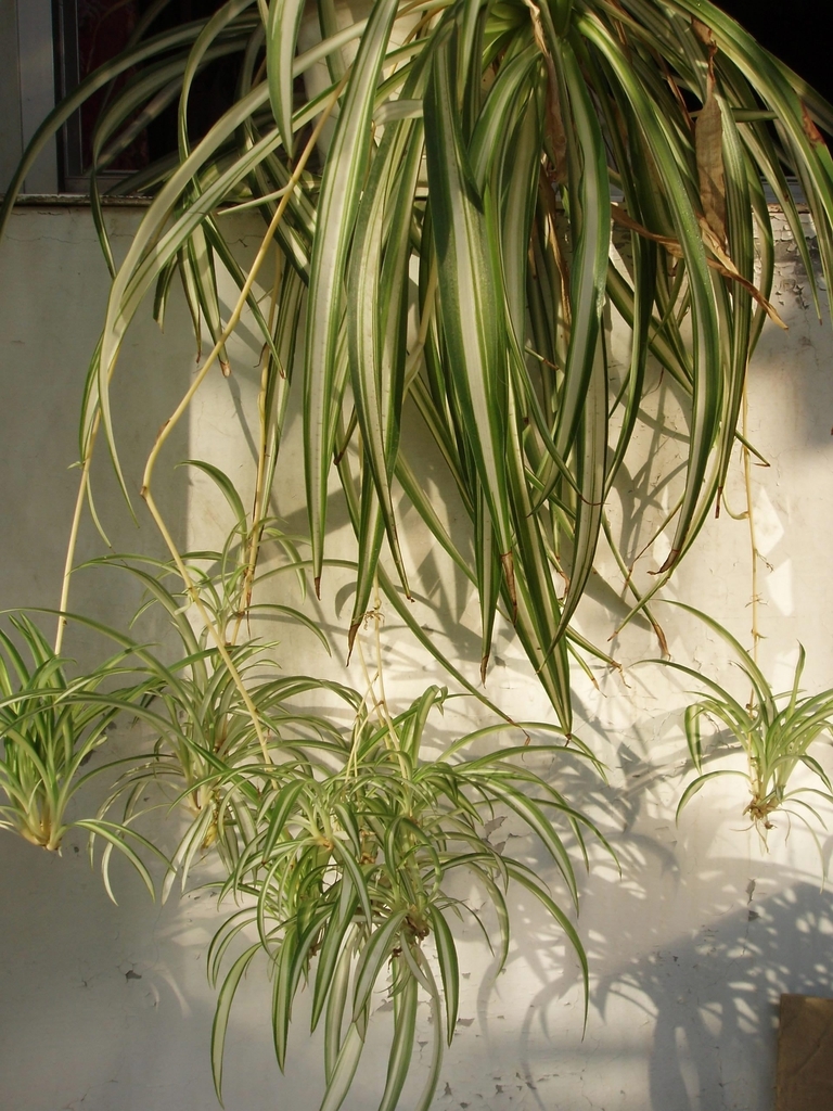 Grassy leaves with white margins.
