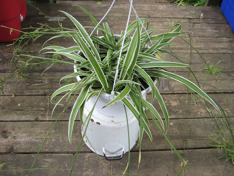 Potted plant with plantlets forming on tips of the inflorescence
