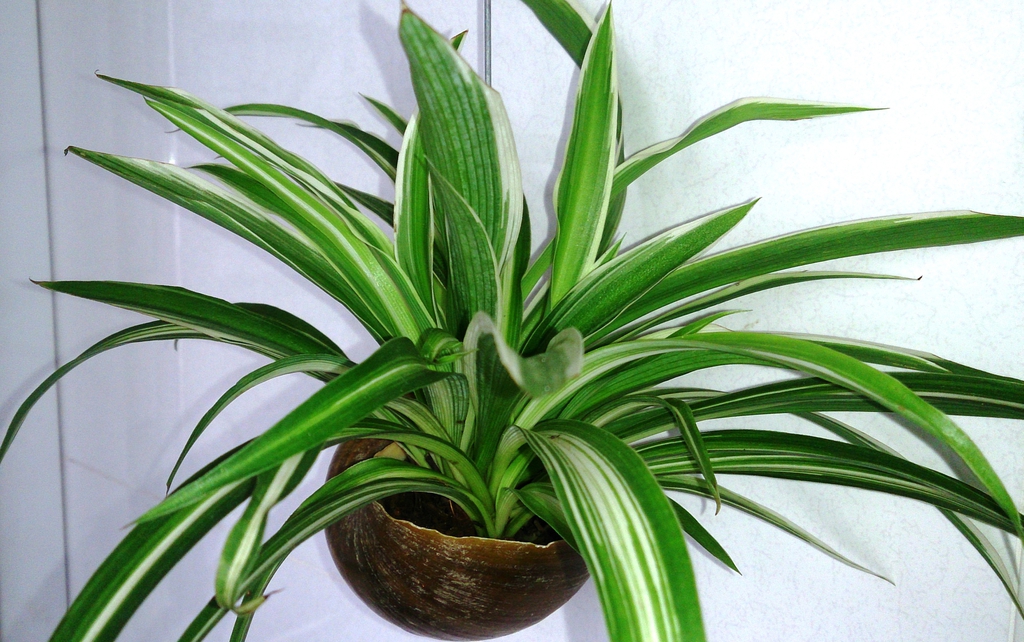 leaves and form