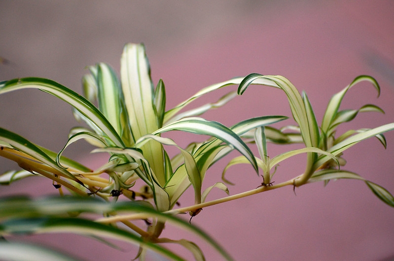 Aerial plantlets with grassy leaves with white central stripes.