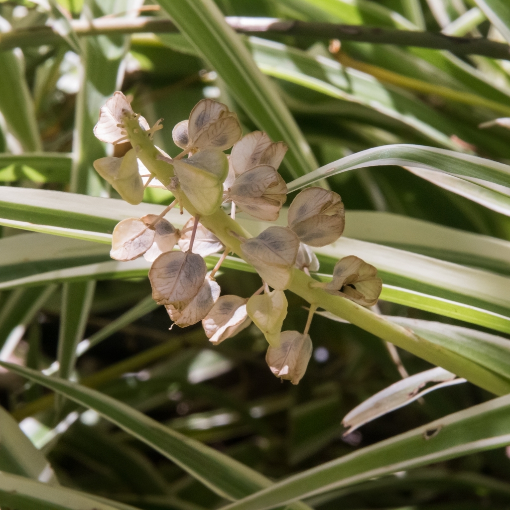 Dry, three-angled pods enclosing small dark seeds.