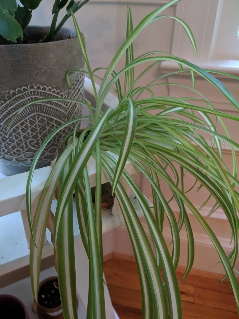 Grassy leaves with a central white longitudinal stripe.