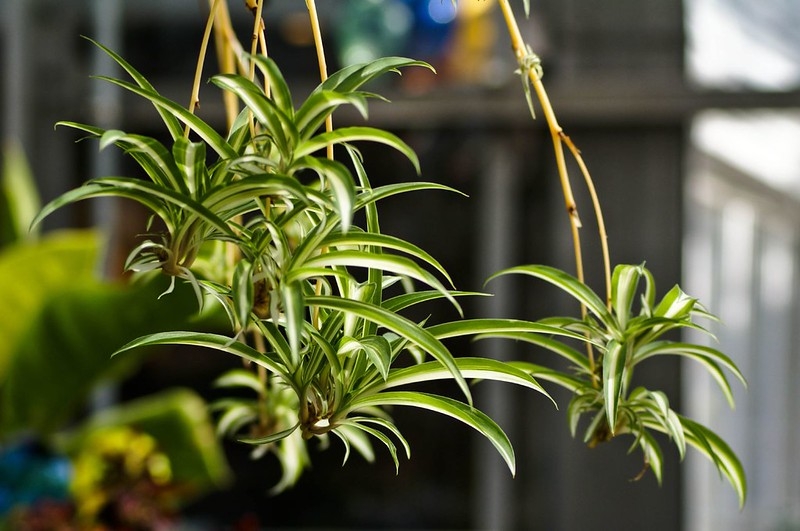 Aerial plantlets with grassy leaves with creamy central stripe