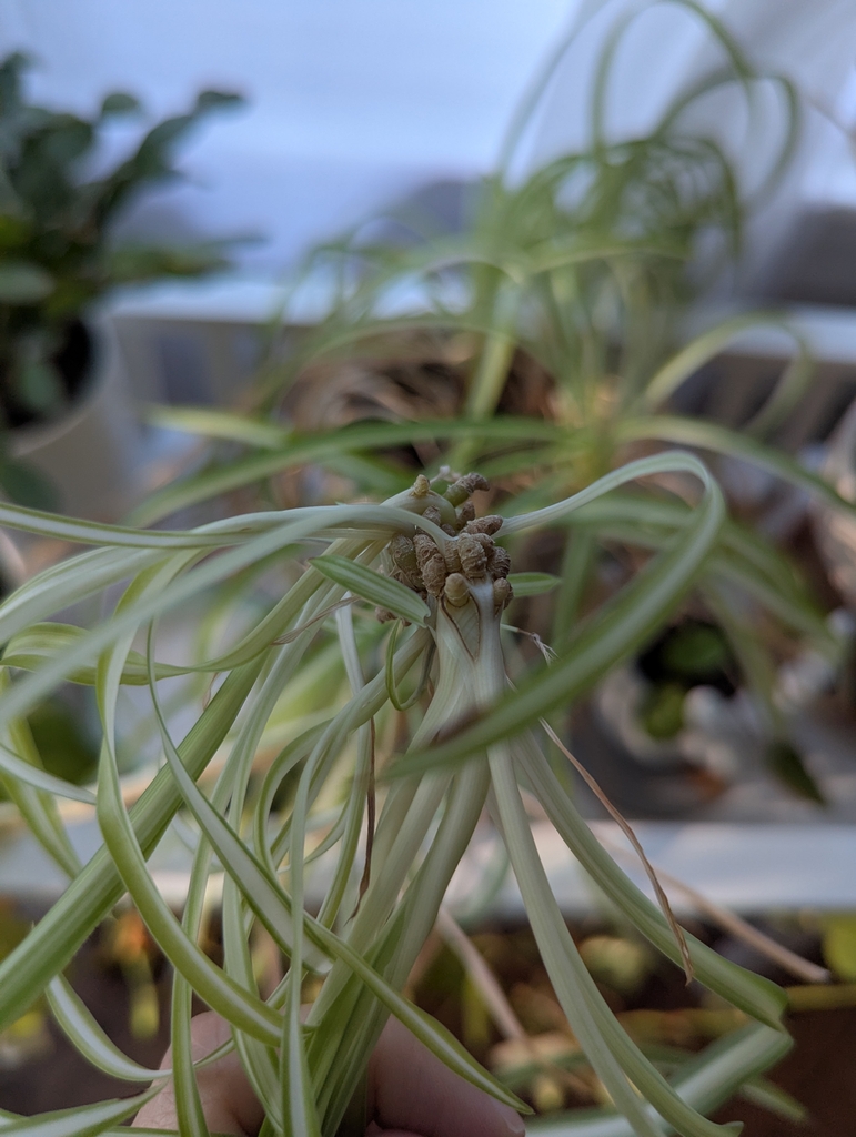 Upside down plantlet with root beginnings