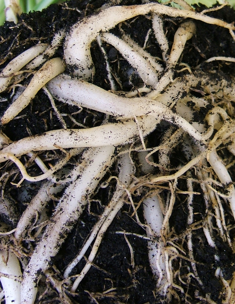 Fleshy roots
