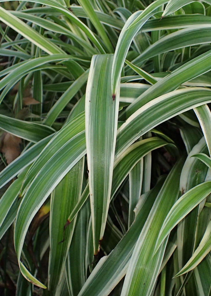 Variegated leaves