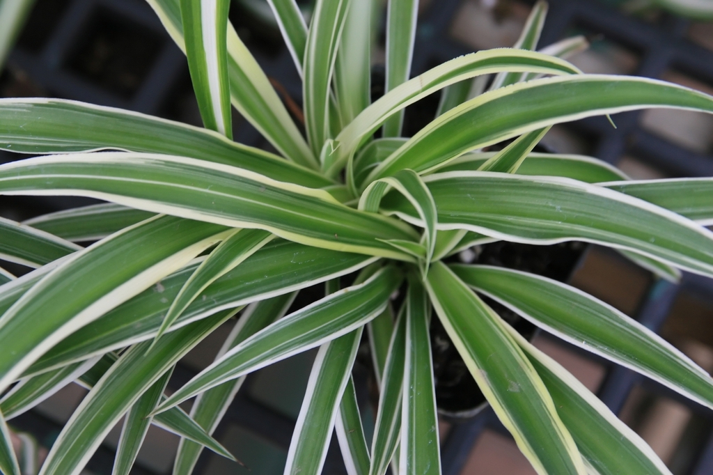 Grassy leaves with a central white longitudinal stripe.
