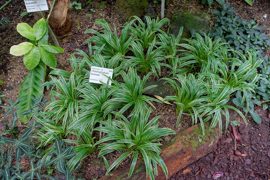 Several plants with green leaves and white margins