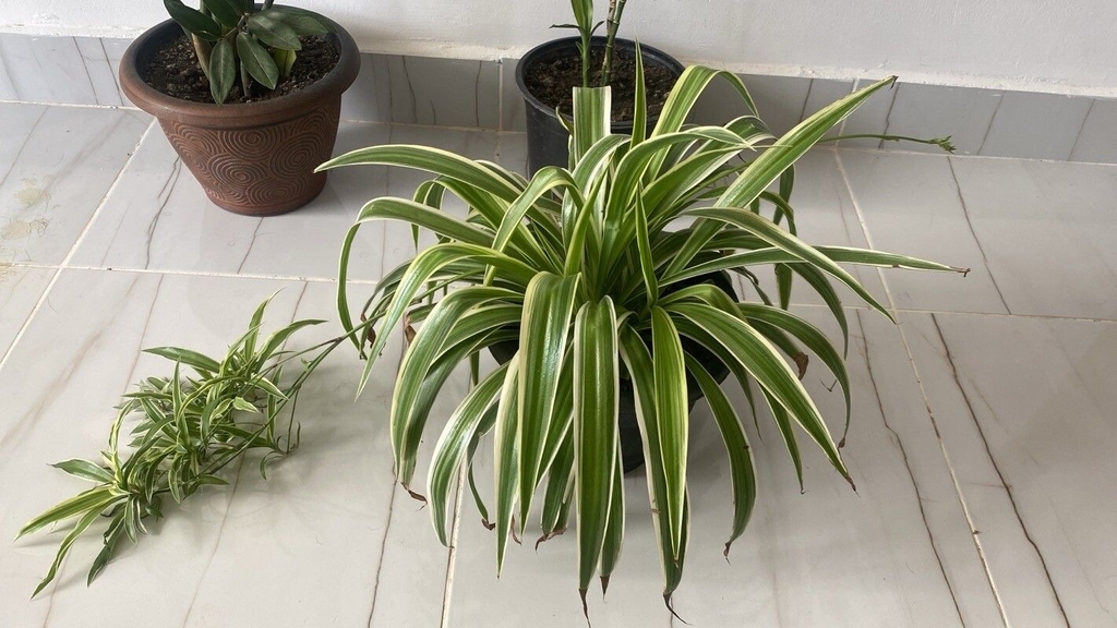 plant with green leaves in a pot