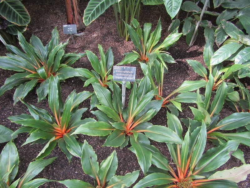 A group of plants used as a ground cover.