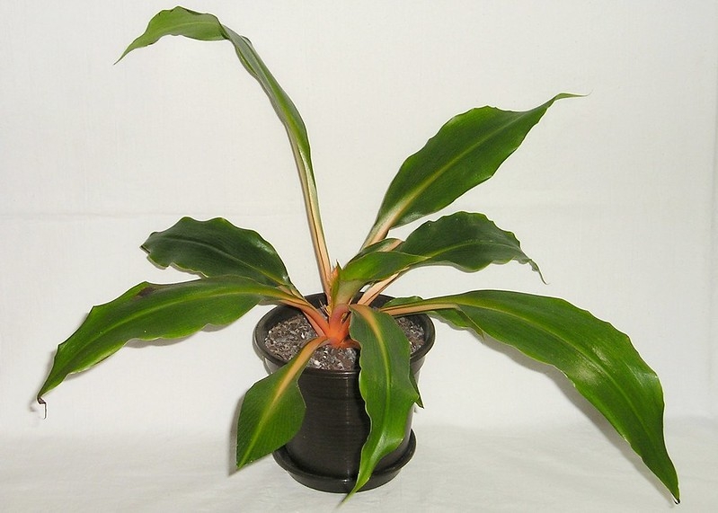 Potted plant with broadly elliptical leaves with orange petioles
