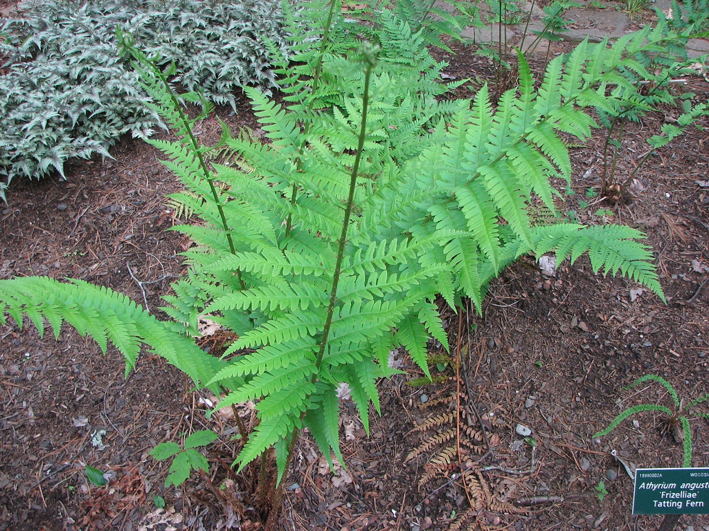 Form