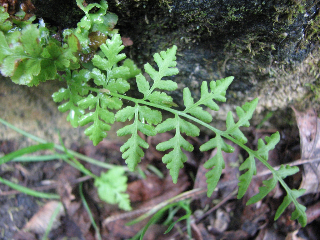 Woodsia obtusa