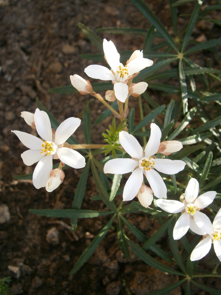 Flower and leaves