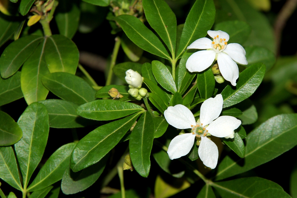 leaves and flowers