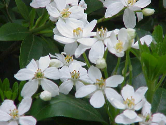 leaves and flowers