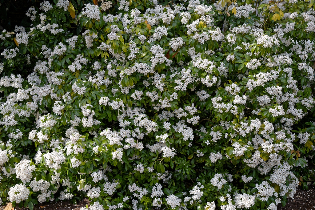 leaves and flowers