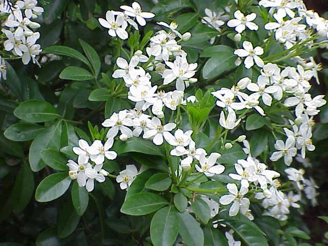 leaves and flowers
