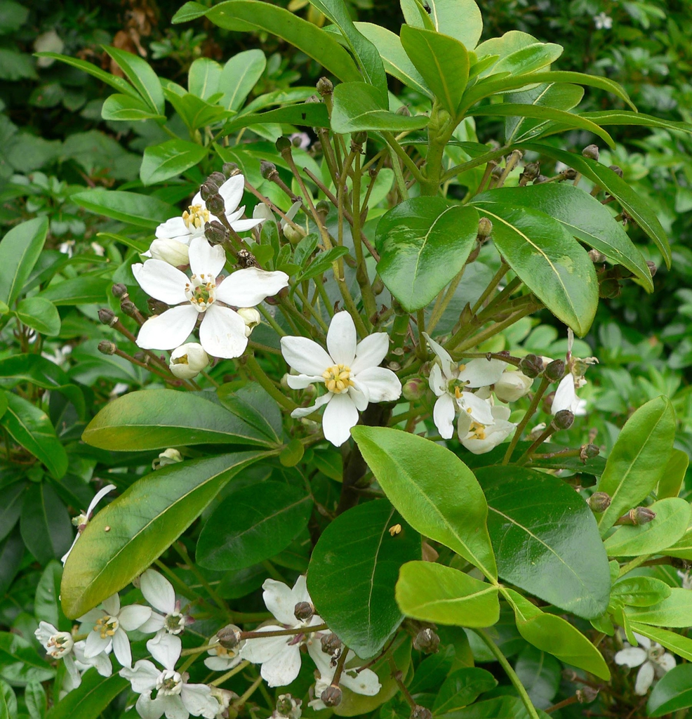 leaves and flowers