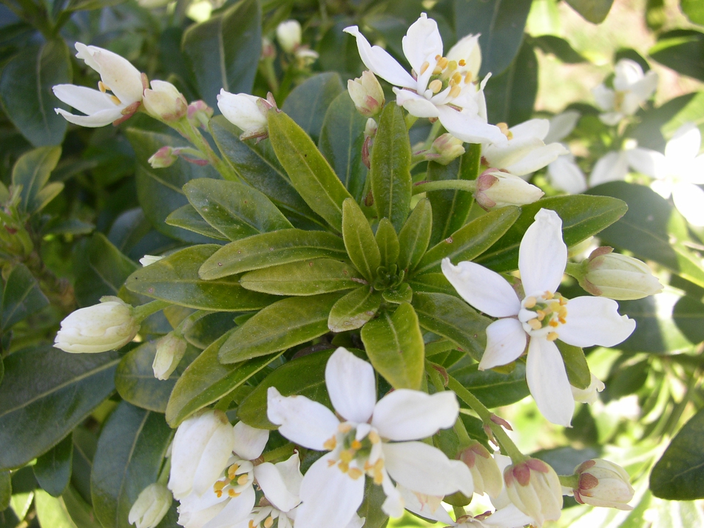 leaves and flowers
