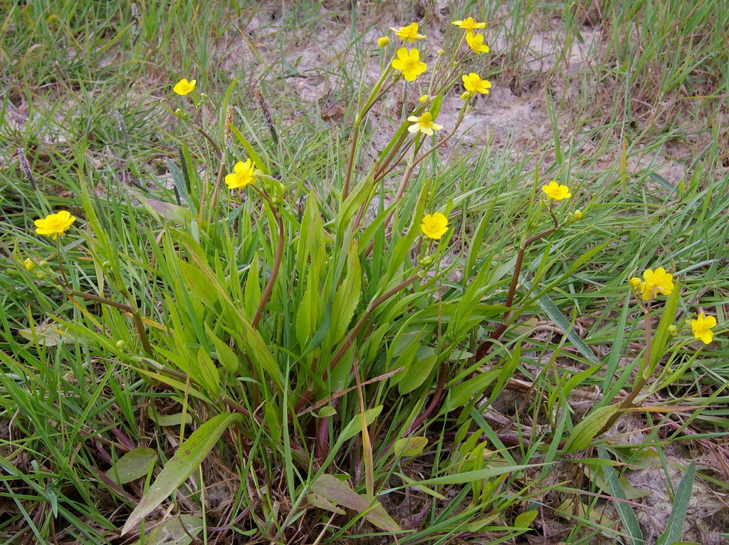 Ranunclus flammula