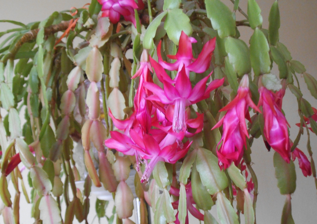 Form