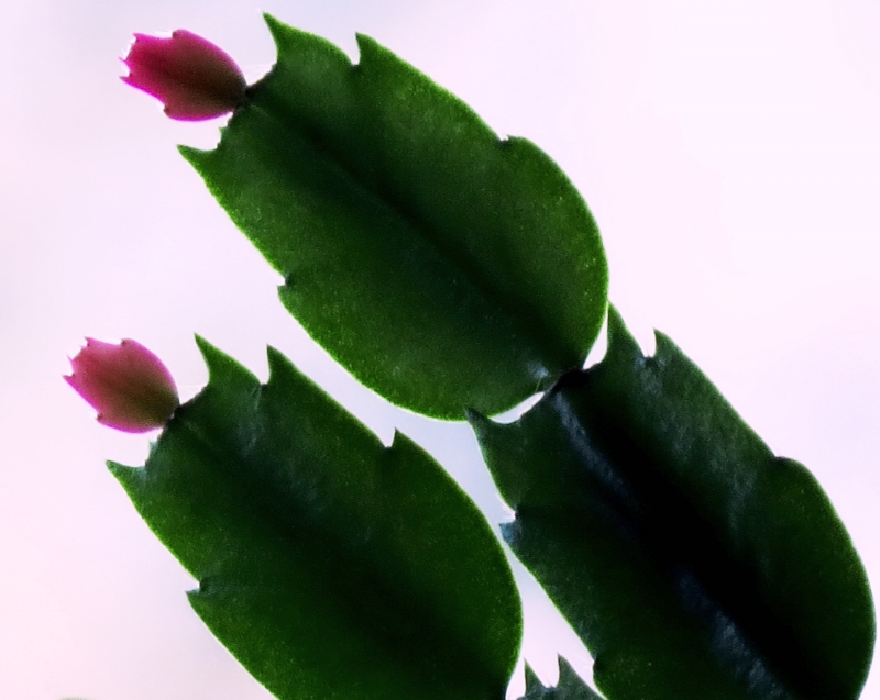 Leaves